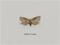 藏品(灰黃波紋蛾)的圖片